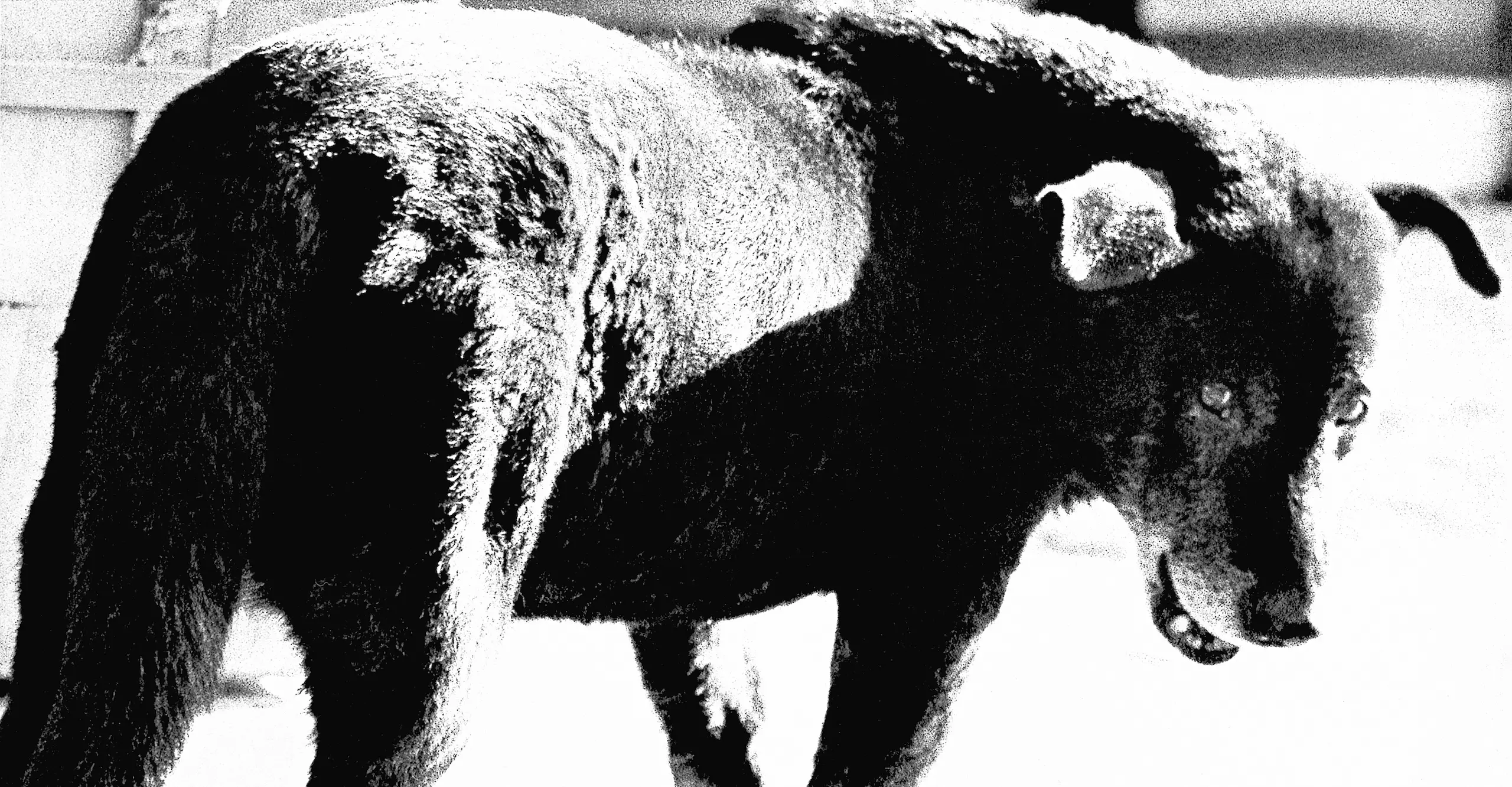 Black and white photograph of a stray dog with turned head