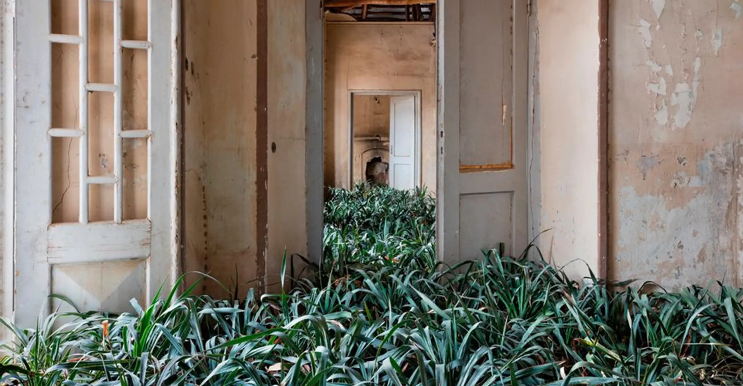 A view through a doorway into an empty room. Living plants grow from the floor.