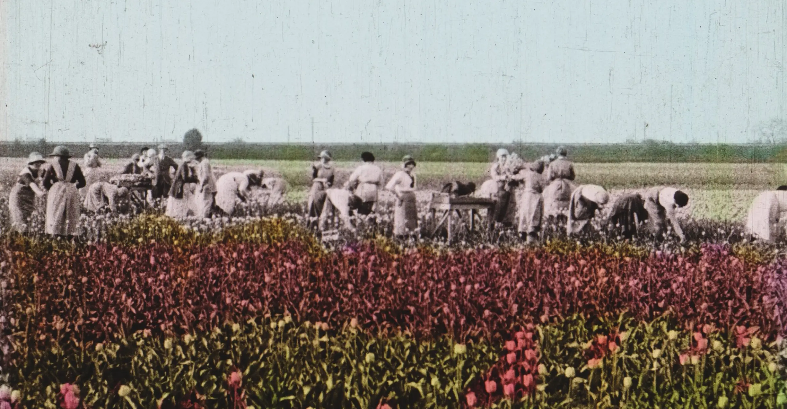 Film still showing a field of red tulips superimposed with B&W images of women gathering