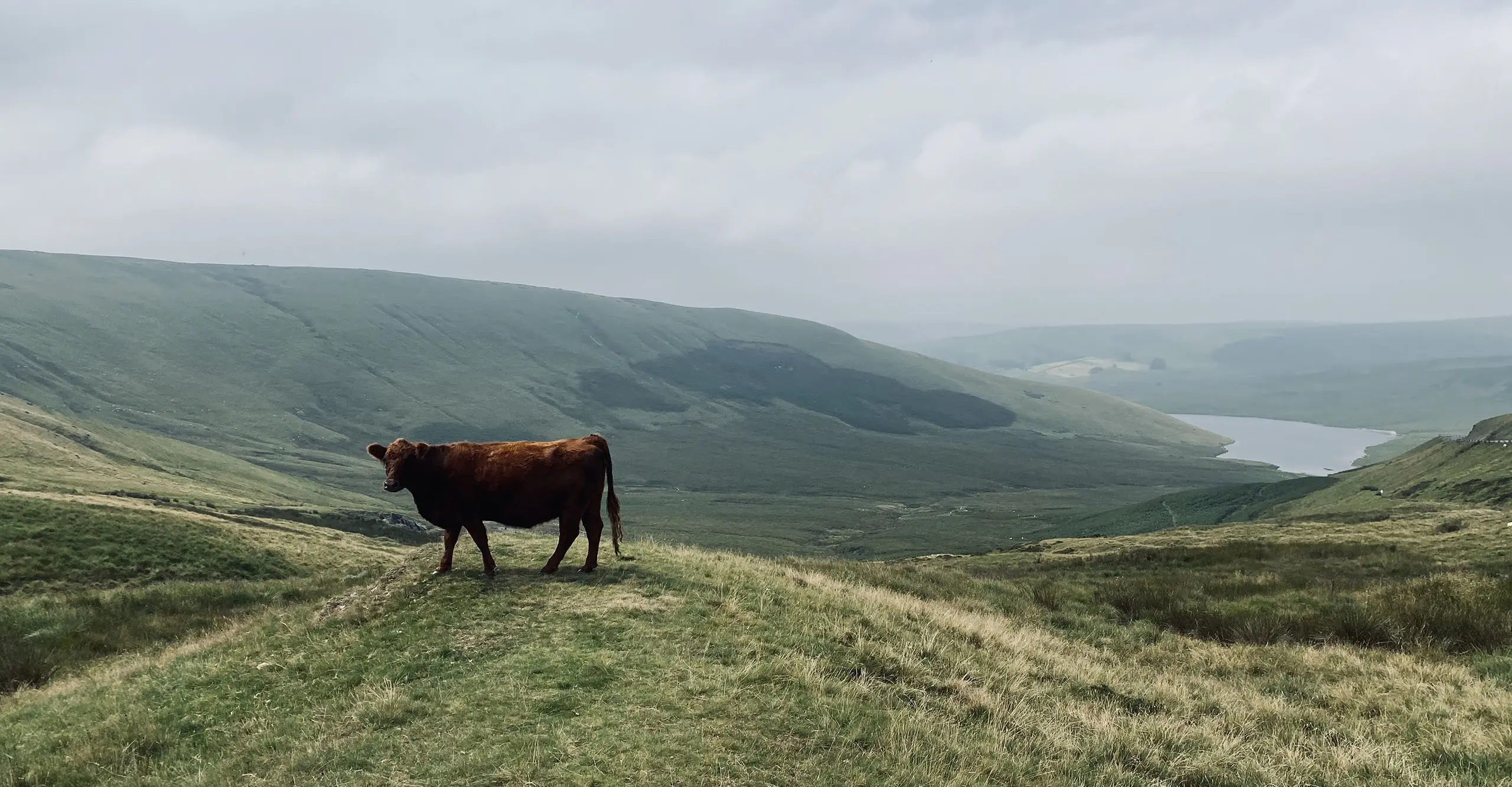 A photograph of a cow standing on a hill with hills behind and a grey sky.