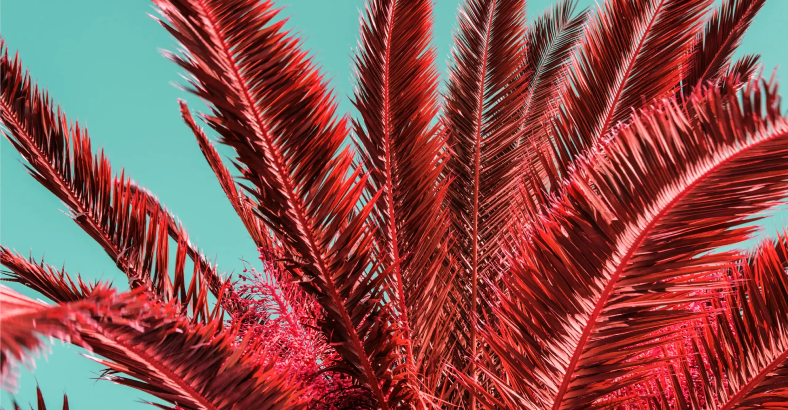 Red tree against faded blue sky