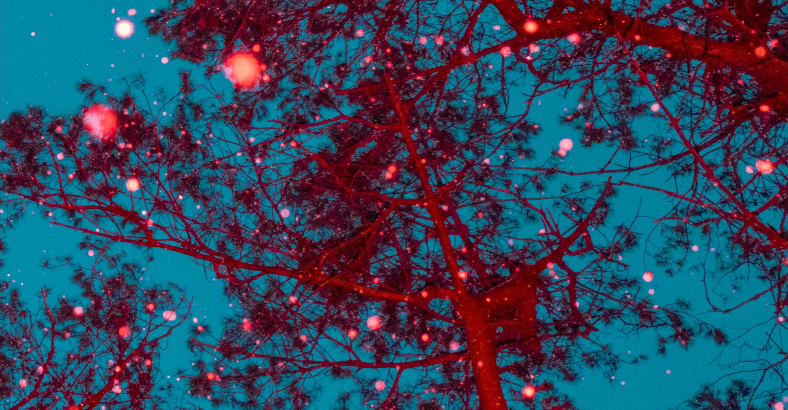 Colour photograph of red tree branches against a blue sky