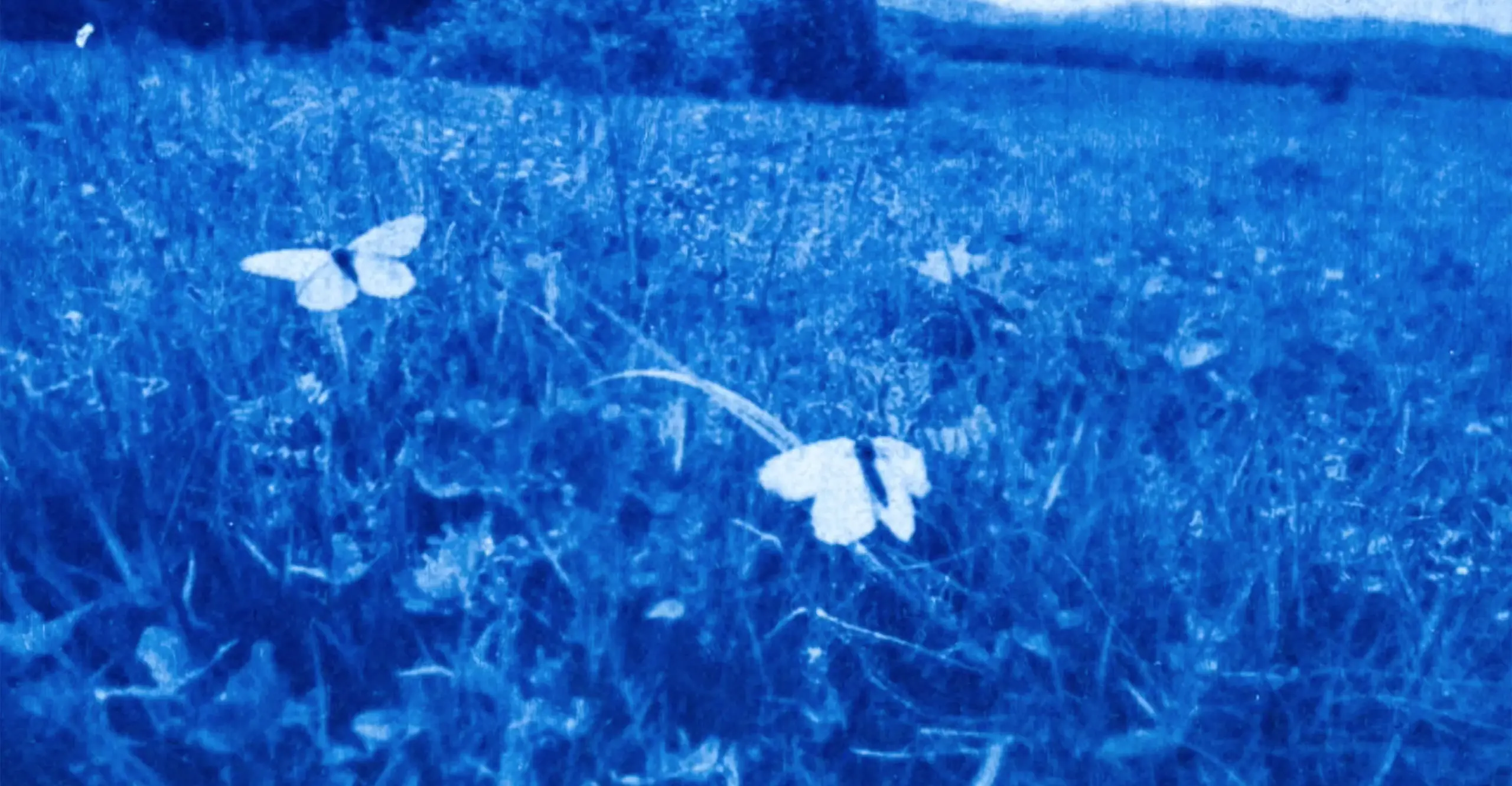 A cyanotype print of a butterfly.